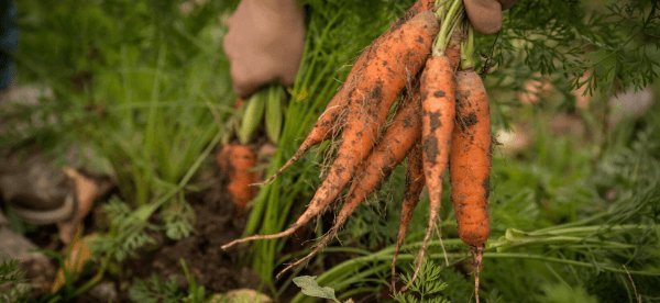 Farm Glossary