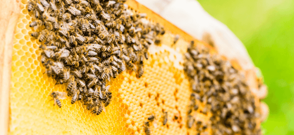 Apiculture 