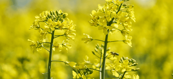 Field Crops