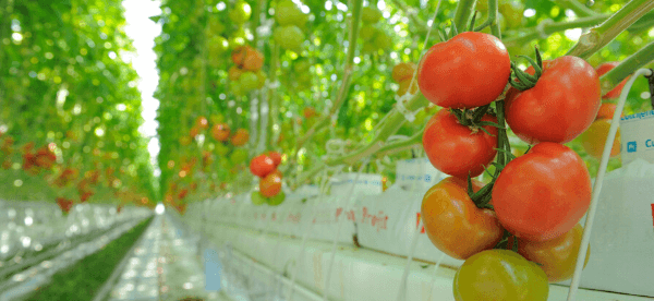 Greenhouse Vegetables