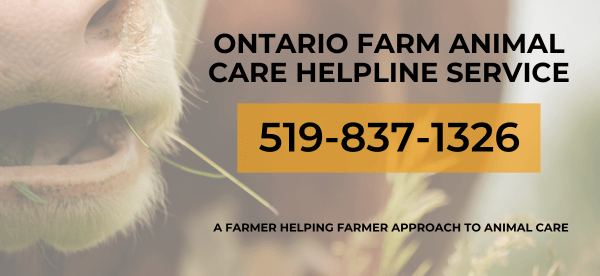 Farm Animal Care Helpline 